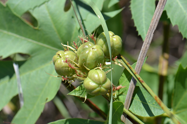 Ragged Nettlespurge flowers and fruits from May to October. The 3-lobed fruits are equal to or larger than the flowers. Note the fruits are smooth or glabrous. Jatropha macrorhiza Ragged Nettlespurge flowers and fruits from May to October. The 3-lobed fruits are equal to or larger than the flowers. Note the fruits are smooth or glabrous. Jatropha macrorhiza